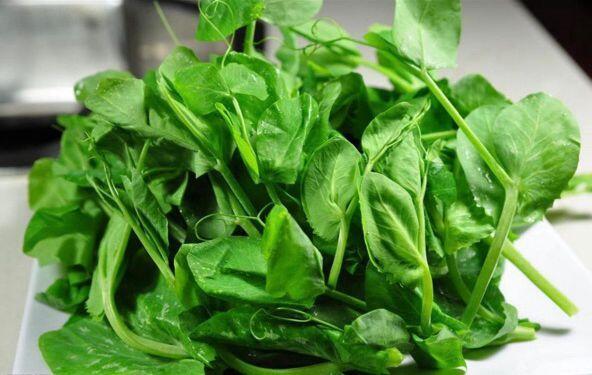 Sugar Pea Sprouts